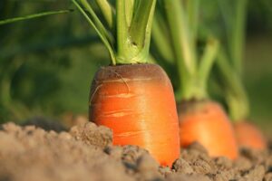 carrot 1565597 1920