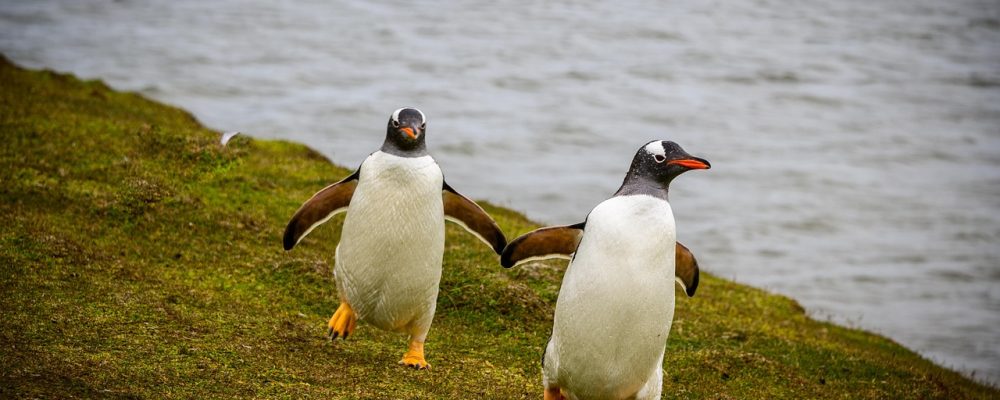 spalla67 penguins 5208545 1280