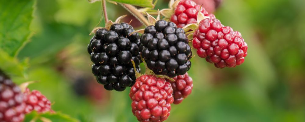 chiemseherin berry 3513546